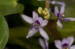 Bouquet mudplantain